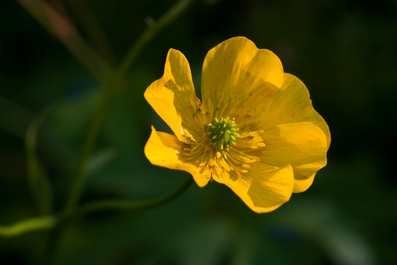 Meadow Buttercup